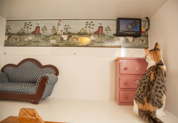 Luxury Cat Boarding In Morristown NJ | Morris Animal Inn