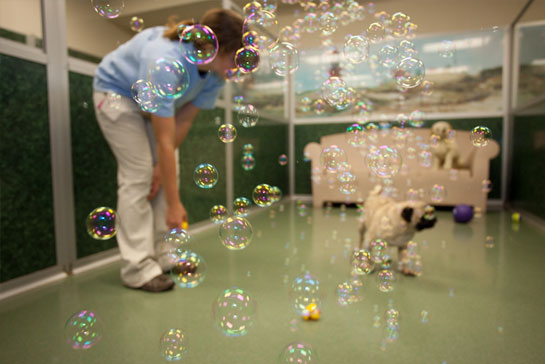 Staff blowing bubbles for a pug