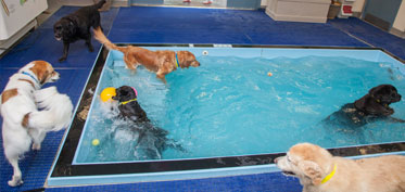 Dogs playing in the pool