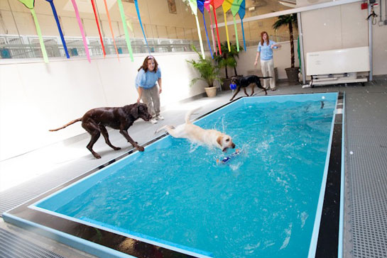Dog jumping into the indoor pool