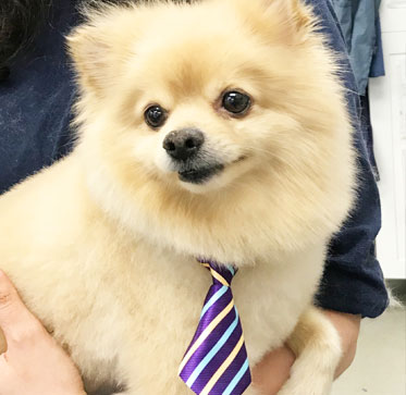 Groomed dog with a neck tie