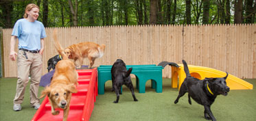 Group of dogs playing outside on playground equipment