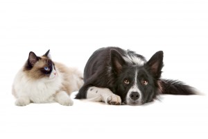 cat and dog for adoption